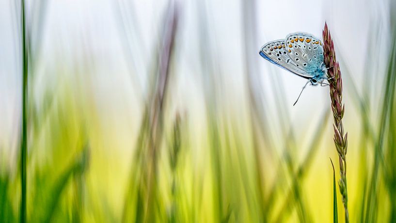 Schmetterling von Jan Linskens