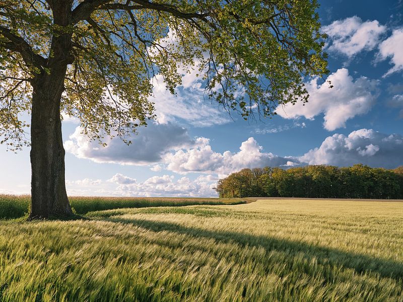 In May by Max Schiefele