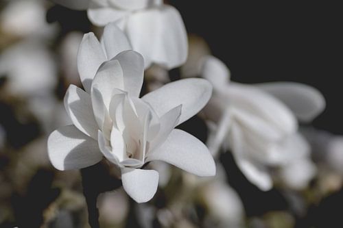 In het achterlicht - stermagnolia