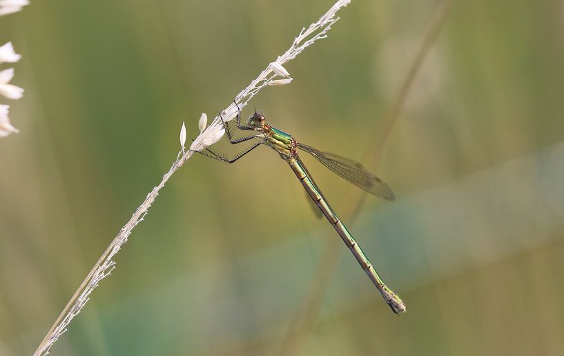 Agrion de mercure commun par Matthias Brix