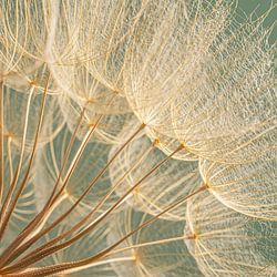 Quadrat mit Flaum eines Morgensterns (Tragopogon)