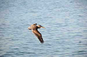 Pelican above sea   sur Paul van Baardwijk