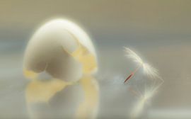 Neues Leben (Foto von Samenflaum und leerem Eierbecher) von Birgitte Bergman