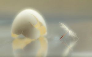 Neues Leben (Foto von Samenflaum und leerem Eierbecher)