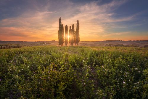Etruskische Kust Zonsondergang. Vurige lucht achter het cypressenbos in Mar
