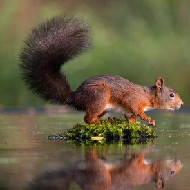 Eichhörnchen im Wasser von Lisette Sloet