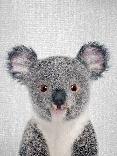 Baby-Koala