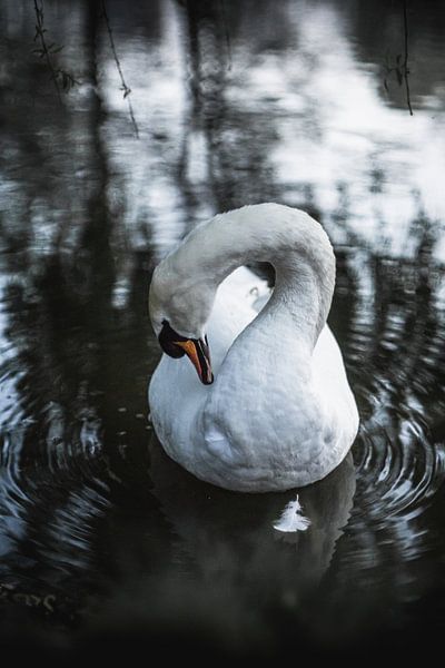 Schwan mit Feder von Patrick Pasicnjek