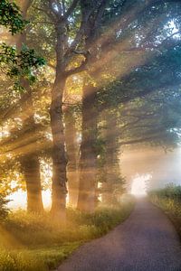 Sunbeams at morning fog along forest path