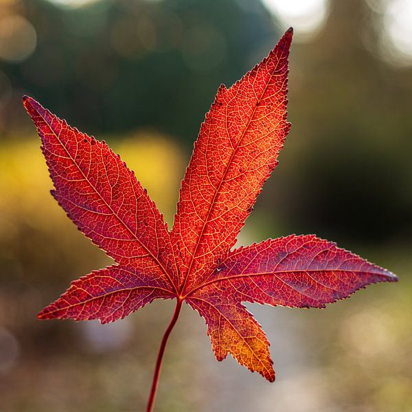 Herbstblatt von Bas Rutgers