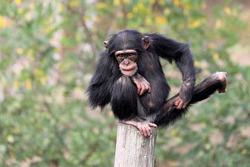 Chimpansee (Pan troglodytes) van Edwin Butter