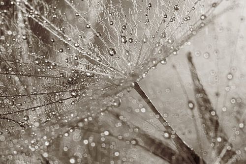 Abstract doorkijkje: Door de pluisjes van de morgenster