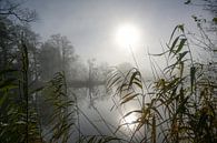 Soleil pâle avec réflexion sur un lac par une sombre journée nuageuse d'hiver, roseaux au premier pl par Maren Winter Aperçu