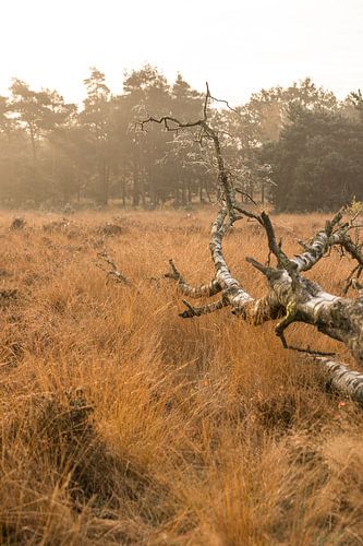 Gras/ heide landschap met berk karkas in zacht ochtend licht