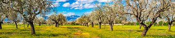 Frühlingslandschaft mit blühenden Mandelbäumen auf der Insel Mallorca, Spanien von Alex Winter