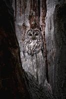 Les yeux du crépuscule : la chouette hulotte à l'affût