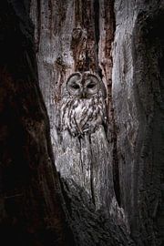 Die Augen der Dämmerung: Waldkauz auf dem Ausguck von Ruben Van Dijk