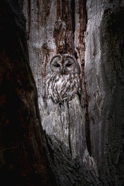 Les yeux du crépuscule : la chouette hulotte à l'affût par Ruben Van Dijk