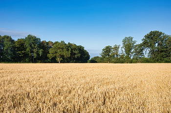 Gouden Tarweveld