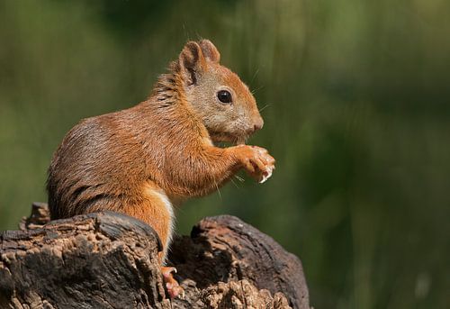 Rode Eekhoorn zitten op een stronk