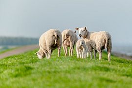 Grazing Sheep and lambs in a green grassland