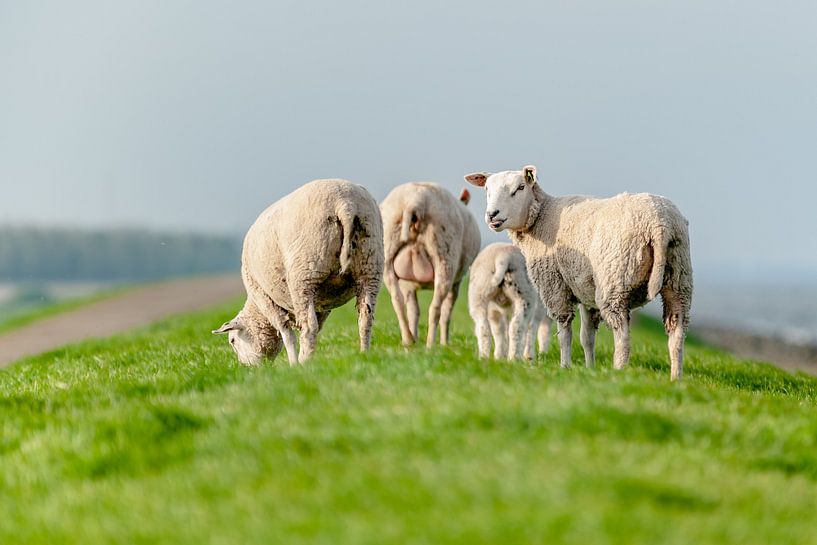 Pâturage des moutons dans la prairie par Fotografiecor .nl