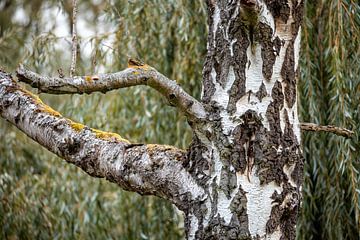 The birch by Roland Brack