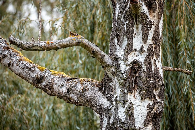 Die Birke von Roland Brack