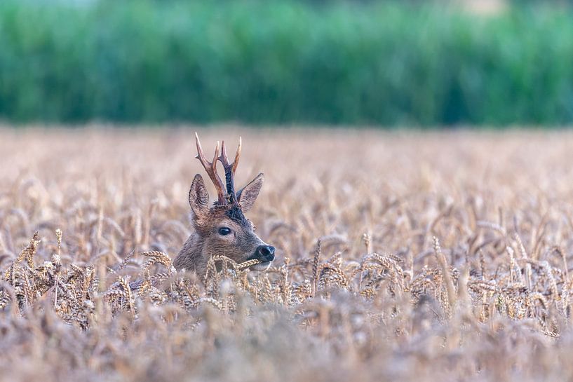 Chevreuil en train de manger par Sven Scraeyen