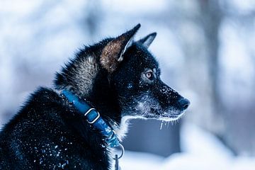 Side view husky by Martijn Smeets