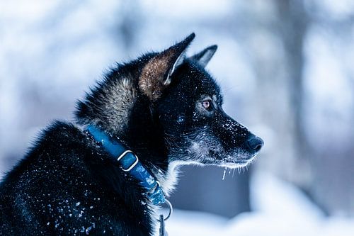 Vue latérale d'un husky