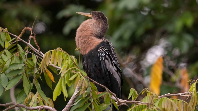 Anhinga von Maarten Verhees