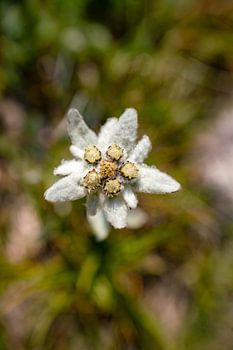 Edelweiss in Zuid-Tirol