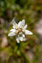 Edelweiss in Zuid-Tirol van Leo Schindzielorz thumbnail