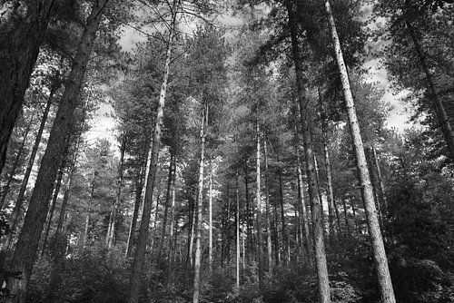 Black-and-white photo of a forest with Scots pines