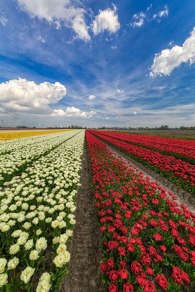 Red and white tulips in archaeological forest by peterheinspictures