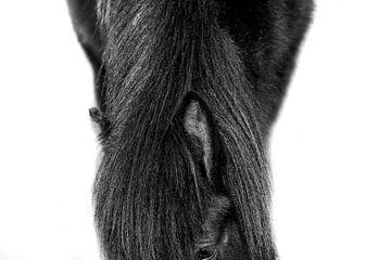 Essentie van Equus - Een Studie in Zwart-Wit - paard - ijslander van Femke Ketelaar