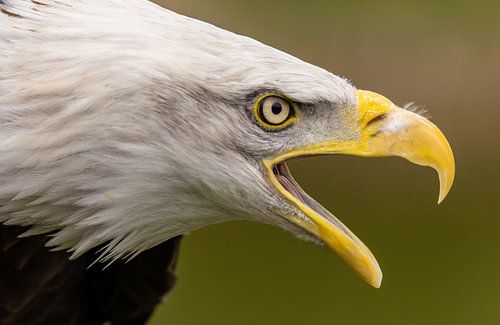 Bald Eagle, Amerikaanse Zeearend.