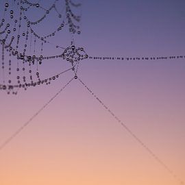 Spiderweb 1 by Deshamer