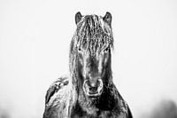 Early winter morning, Awake black Icelandic horse