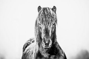 Vroege winterochtend, Wakker zwart IJslands paard van Iris van Velzen