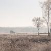Winterse ochtend op de Veluwe von Armin Palavra