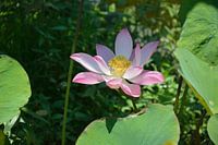 sacred Lotus