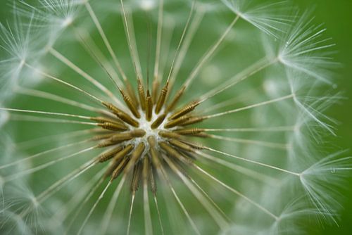 Paardenbloemzaadknop op groen