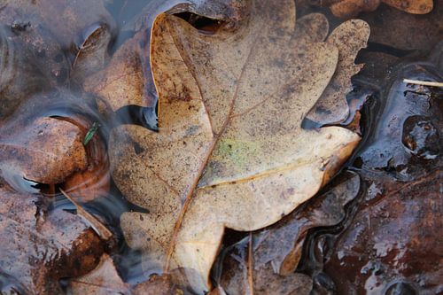 Blad in het water