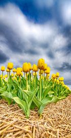 Tulipes jaunes 2020 B