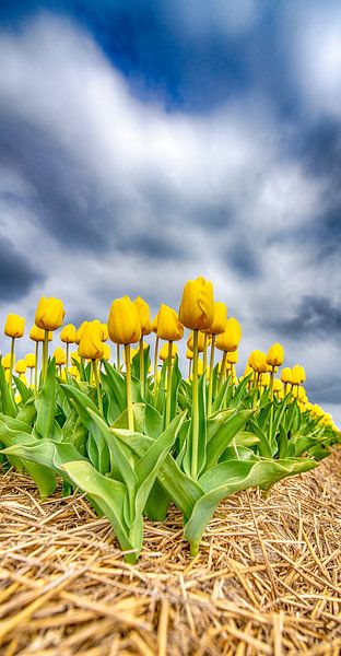 Yellow Tulips 2020 B by Alex Hiemstra