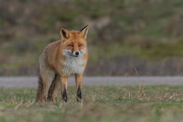 The bold Fox van Anna Stelloo