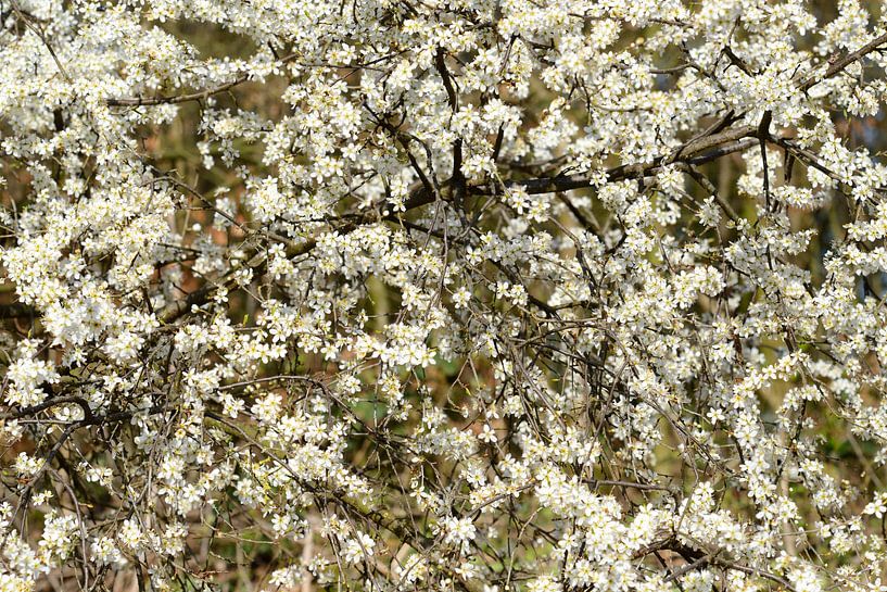 bloesem wit by Petra De Jonge