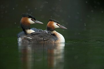 Great Crested Grebes ( Podiceps cristatus ), carrying their chicks on the back